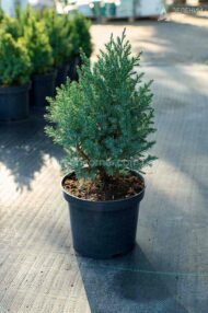 Ялівець китайський Стрікта / Juniperus chinensis Stricta - Зображення 5