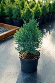 Ялівець китайський Стрікта / Juniperus chinensis Stricta - Зображення 2
