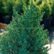 Ялівець китайський Стрікта / Juniperus chinensis Stricta - Зображення 3