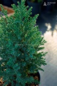 Ялівець китайський Стрікта / Juniperus chinensis Stricta - Зображення 4