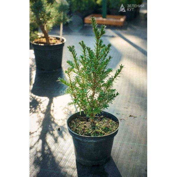 Тис Баката / Taxus Baccata