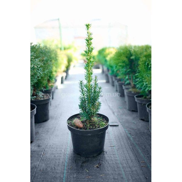Тис середній Хіксі / Taxus media Hicksii