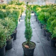 Тис середній Хіллі / Taxus media Hillii