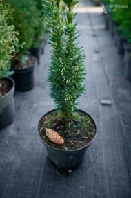 Тис середній Хіллі / Taxus media Hillii - Зображення 4