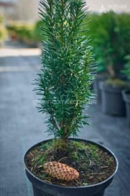 Тис середній Хіллі / Taxus media Hillii - Зображення 3