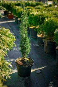 Тис середній Хіллі / Taxus media Hillii - Зображення 2