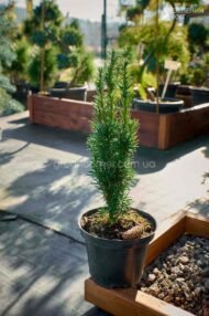 Тис ягідний Фастігіата Робуста / Taxus b. Fastigiata Robusta - Зображення 8