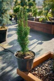 Тис ягідний Фастігіата Робуста / Taxus b. Fastigiata Robusta - Зображення 7