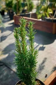 Тис ягідний Фастігіата Робуста / Taxus b. Fastigiata Robusta - Зображення 3