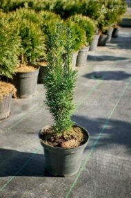 Тис ягідний Фастігіата Робуста / Taxus b. Fastigiata Robusta - Зображення 6