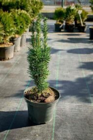 Тис ягідний Фастігіата Робуста / Taxus b. Fastigiata Robusta - Зображення 5