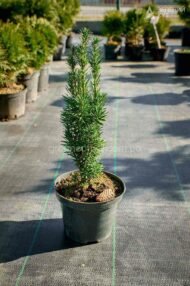 Тис ягідний Фастігіата Робуста / Taxus b. Fastigiata Robusta - Зображення 2