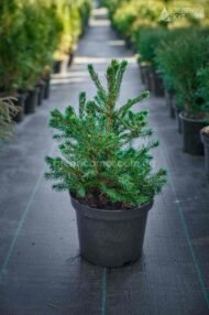 Ялина звичайна Томпа / Picea abies Tompa - Зображення 7