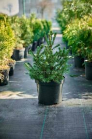 Ялина звичайна Томпа / Picea abies Tompa - Зображення 2