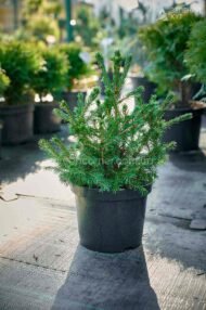 Ялина звичайна Томпа / Picea abies Tompa - Зображення 3