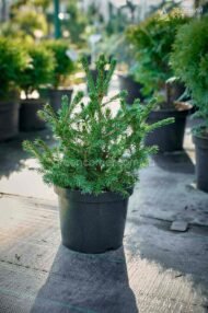 Ялина звичайна Томпа / Picea abies Tompa - Зображення 6