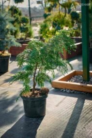 Кипарисовик Лавсона Івонне в горщику / Chamaecyparis lawsoniana Іvonne - Зображення 2
