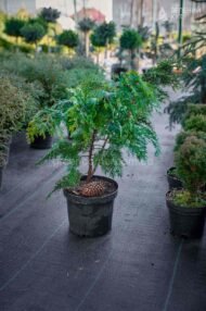 Кипарисовик Лавсона Івонне в горщику / Chamaecyparis lawsoniana Іvonne - Зображення 8