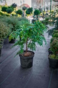 Кипарисовик Лавсона Івонне в горщику / Chamaecyparis lawsoniana Іvonne - Зображення 7