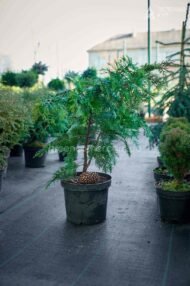 Кипарисовик Лавсона Івонне в горщику / Chamaecyparis lawsoniana Іvonne - Зображення 3