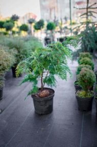 Кипарисовик Лавсона Івонне в горщику / Chamaecyparis lawsoniana Іvonne - Зображення 6