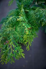 Кипарисовик Лавсона Івонне в горщику / Chamaecyparis lawsoniana Іvonne - Зображення 4