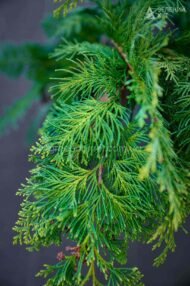 Кипарисовик Лавсона Івонне в горщику / Chamaecyparis lawsoniana Іvonne - Зображення 5