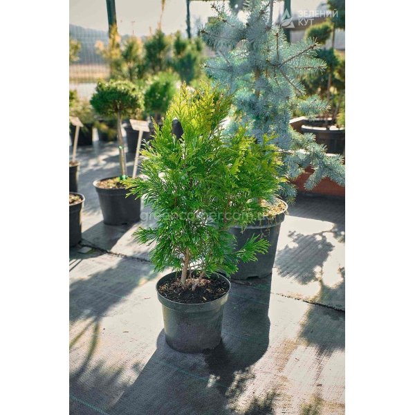 Туя складчаста Форевер Голді / Thuja plicata Forever Goldy