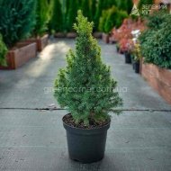 Ялина канадська Рейнбоуз Енд / Picea glauca Rainbow's End