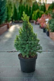 Ялина канадська Рейнбоуз Енд / Picea glauca Rainbow's End - Зображення 2