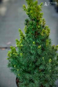 Ялина канадська Рейнбоуз Енд / Picea glauca Rainbow's End - Зображення 3