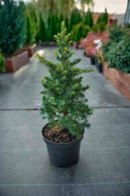 Ялина канадська Дейзі Уайт / Вайт / Picea glauca Daisy's White - Зображення 2