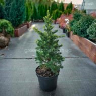 Ялина канадська Дейзі Уайт / Вайт / Picea glauca Daisy's White - Зображення 3