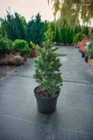 Ялина канадська Дейзі Уайт / Вайт / Picea glauca Daisy's White - Зображення 4