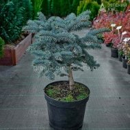 Ялина колюча Білобок / Picea pungens Bialobok - Зображення 6