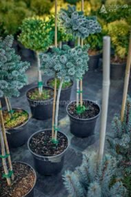 Ялина сітхінська на штамбі Сільберцверг / Picea sitchensis Silberzwerg - Зображення 2