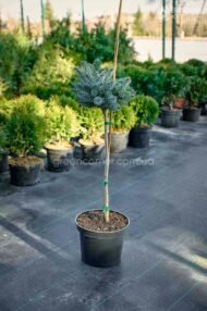 Ялина сітхінська на штамбі Сільберцверг / Picea sitchensis Silberzwerg - Зображення 3