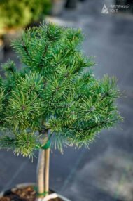 Сосна гірська на штамбі Офір / Pinus mugo Ophir - Зображення 2