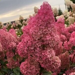 гортензії - рослини які люблять кислий грунт