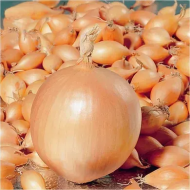 Озима цибуля саджанка Трой Голландія Broer, 250г