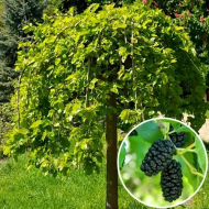 Декоративна плакуча шовковиця на штамбі "Wind Whisper" Шепіт вітру - Зображення 5