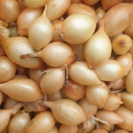 Озима цибуля саджанка Сеншуй Єлоу Голландія TOP, 250г - Зображення 3