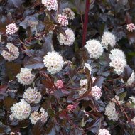 Пухироплідник калинолистий Ред Барон/Physocarpus opulifolius Red Baron - Зображення 3