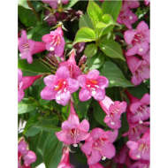 Вейгела квітуча Боскоп глорі/Boskop Glory