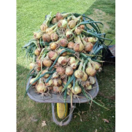 Озима цибуля саджанка Радар (Рейдер) Голландія Broer, 250г - Зображення 4