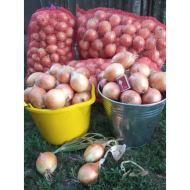 Озима цибуля саджанка Радар (Рейдер) Голландія Broer, 250г - Зображення 3