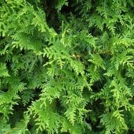 Туя західна Брабант (Thuja occidentalis Brabant) - Зображення 2