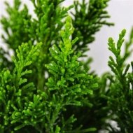 Кипарисовик туполистий Драт /Chamaecyparis obtusa Drath - Зображення 2