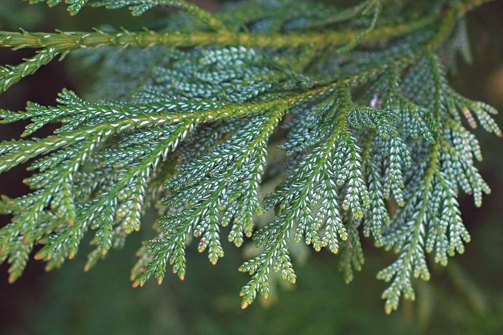 a606b7033b4c3fbb985d2a60976c9ed7прррррр Туєвик долотовидний Варієгата/Thujopsis dolabrata Variegata - Зображення 1