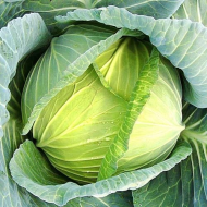 Білоголова капуста Славанова, 10 г - Зображення 2